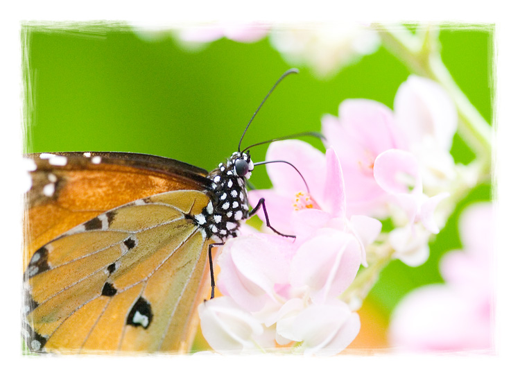 photo "Butterfly Garden - Thailand" tags: nature, macro and close-up, insect