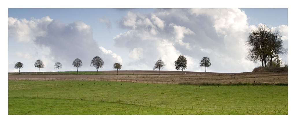 photo "Trees" tags: landscape, clouds