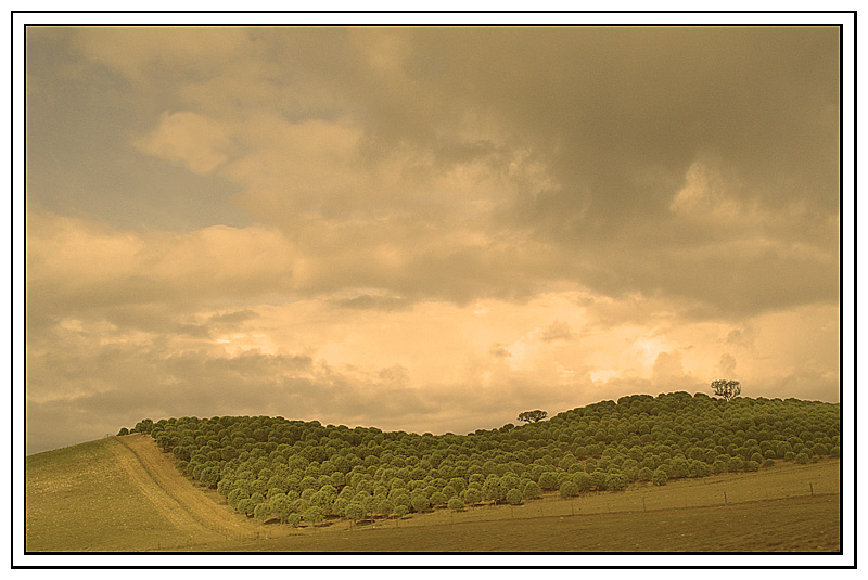 photo "Edge of the wood" tags: landscape, forest, mountains