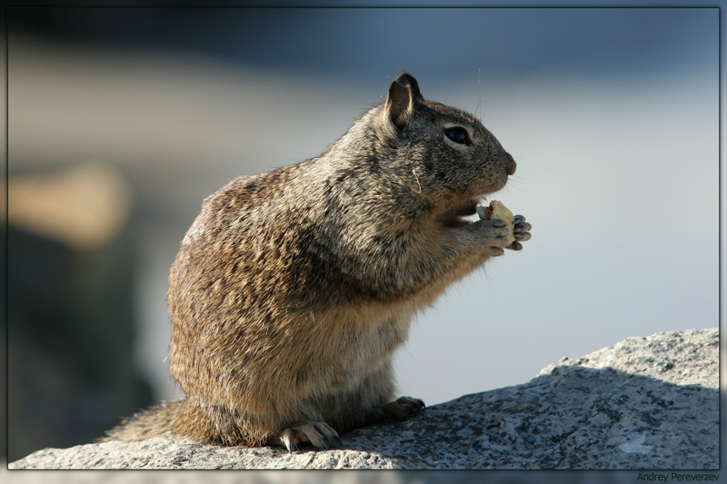 photo "Lunch Time" tags: nature, wild animals