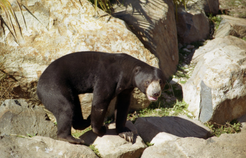 photo "And what are you looking at?" tags: nature, misc., wild animals