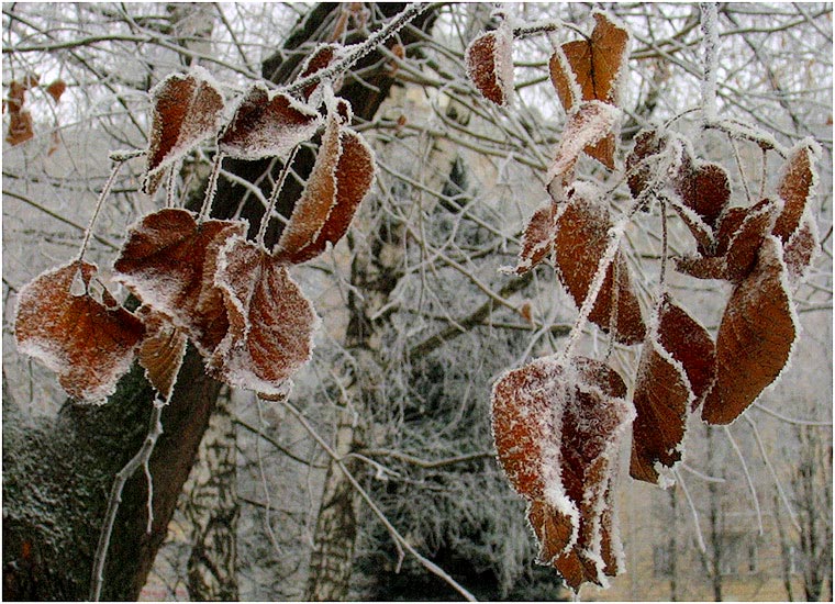 photo "The first hoarfrost" tags: nature, 