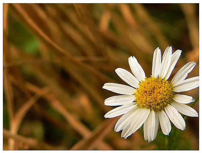 photo "Visitor in my yard" tags: nature, macro and close-up, flowers