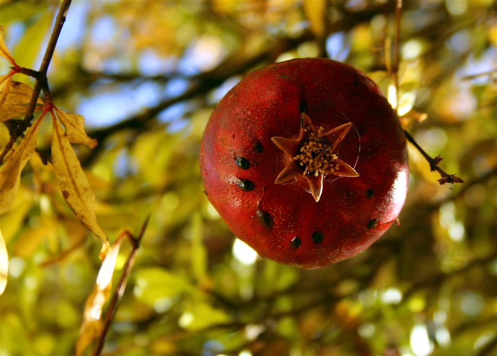 фото "Autumn's last greetings" метки: природа, цветы