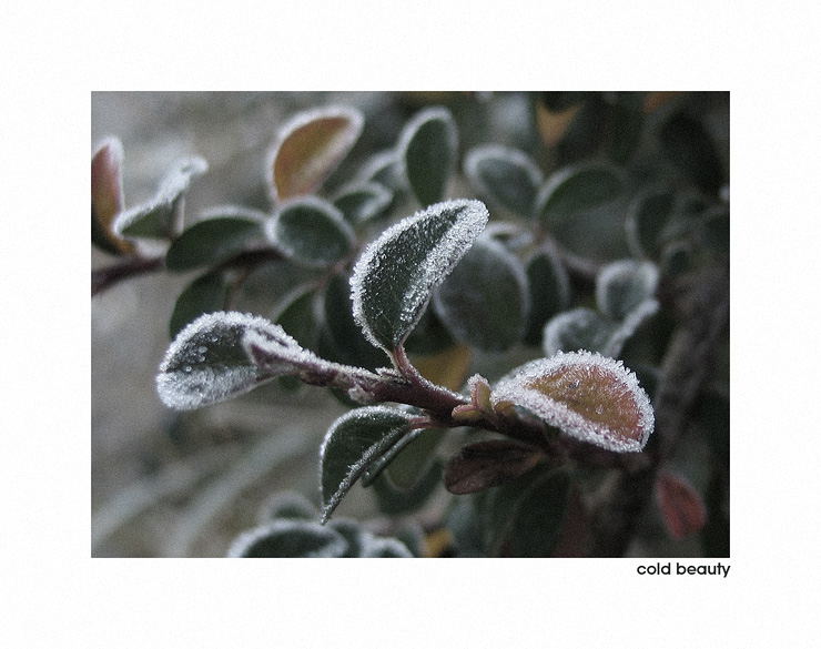 фото "Cold beauty" метки: природа, макро и крупный план, цветы