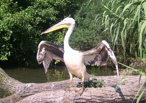 фото "Pelican at Basel Zoo" метки: путешествия, Европа