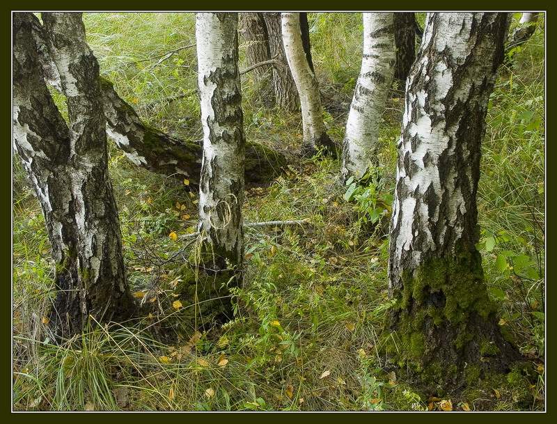 фото "Лес глазами грибника" метки: пейзаж, лес