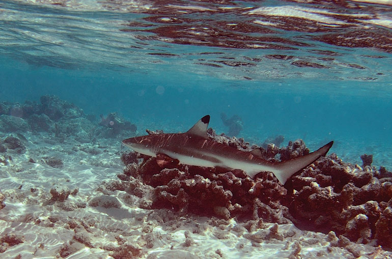 photo "A Pretty Shark" tags: nature, underwater, wild animals