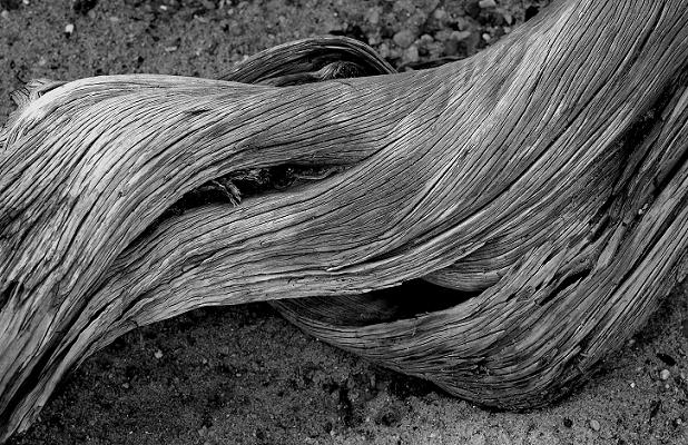 фото "Twisted Root" метки: природа, абстракция, 