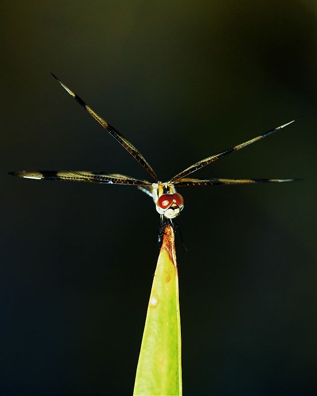фото "Symmetry" метки: природа, макро и крупный план, насекомое
