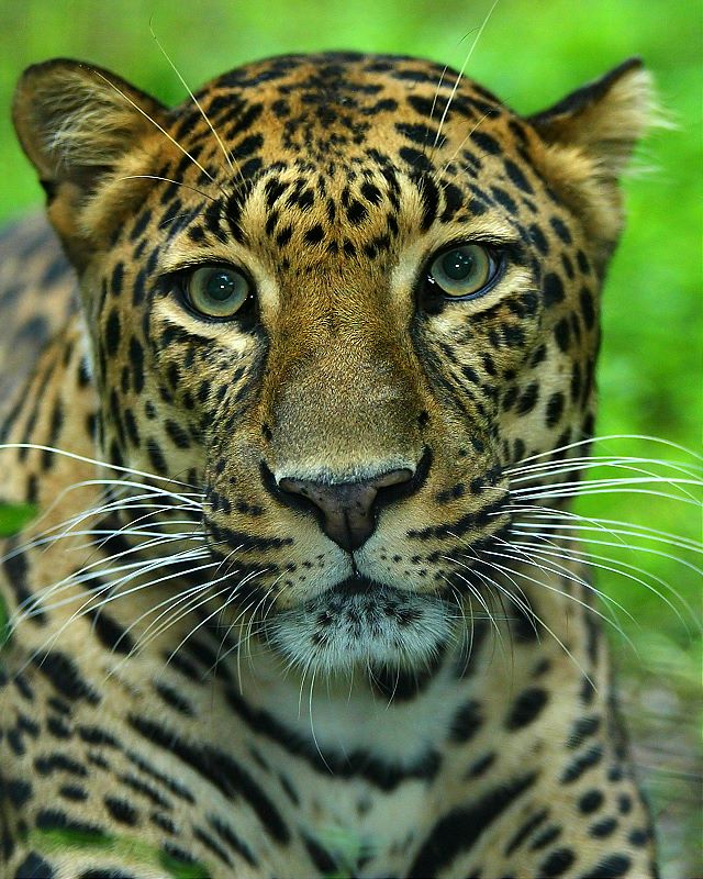 photo "Asian Leopard" tags: nature, wild animals