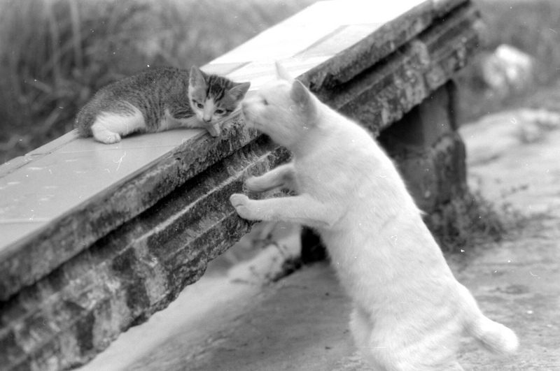 photo "the baby cat and his mother" tags: nature, travel, Asia, pets/farm animals