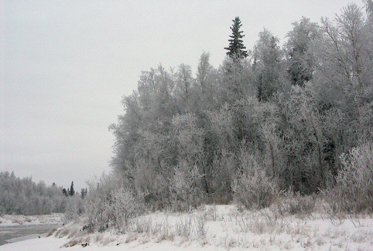 photo "Freezing morning" tags: landscape, forest, winter