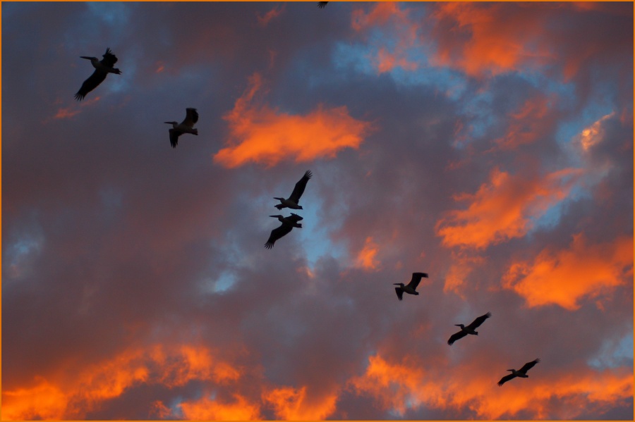 photo "Pelican flight" tags: landscape, nature, sunset, wild animals