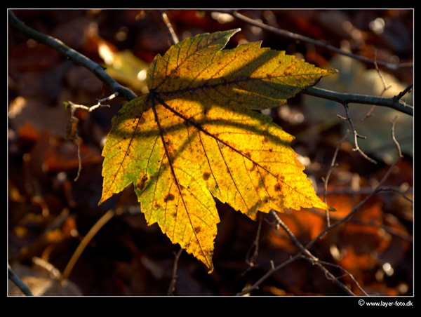фото "Fall." метки: пейзаж, лес, осень