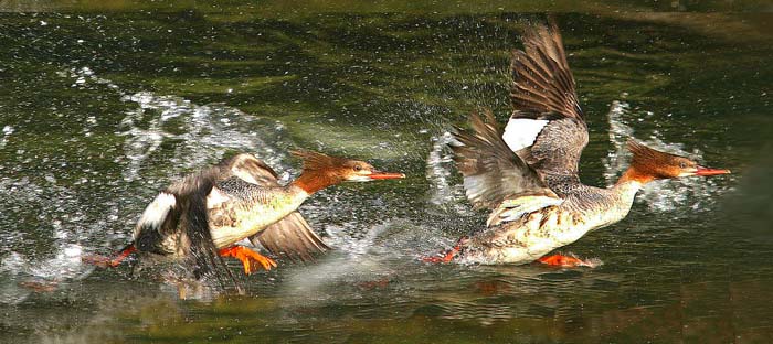 photo "common merganser taking off" tags: nature, wild animals