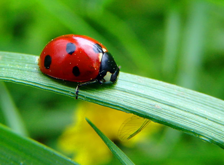 photo "***" tags: nature, insect