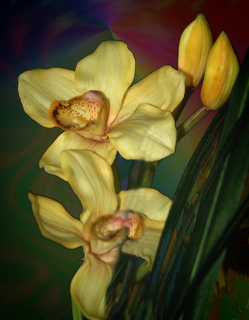 photo "Yellow Orchid" tags: nature, flowers