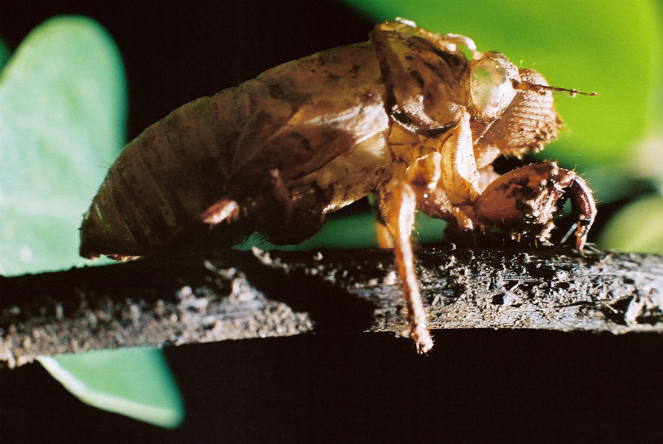 фото "skin" метки: макро и крупный план, природа, насекомое