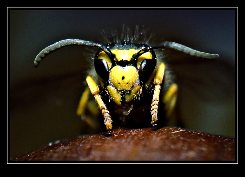 фото "Wesp 2" метки: природа, макро и крупный план, насекомое