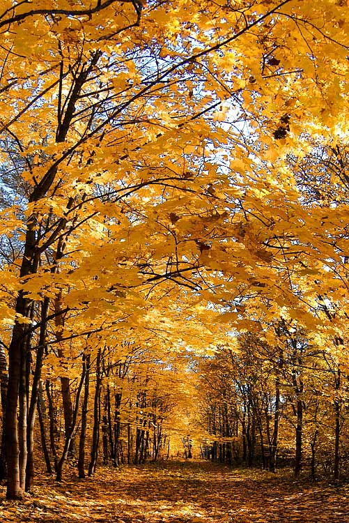 photo "***" tags: landscape, autumn