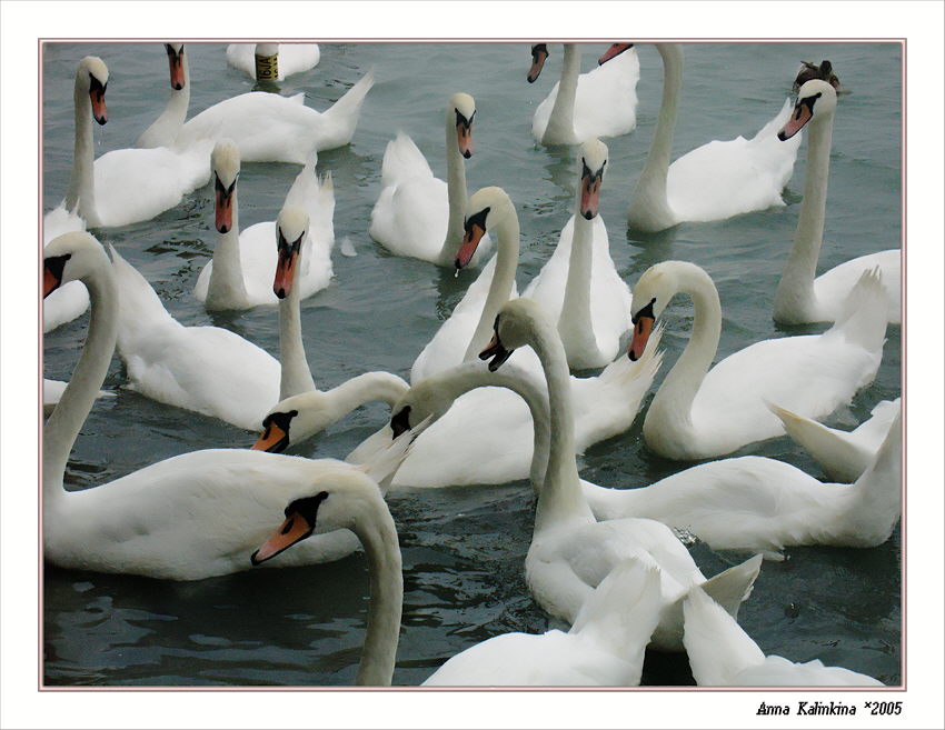 photo "Dance of swans (greater)" tags: nature, wild animals