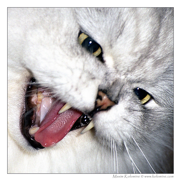 фото "Страшнее кошки зверя нет!" метки: природа, портрет, домашние животные