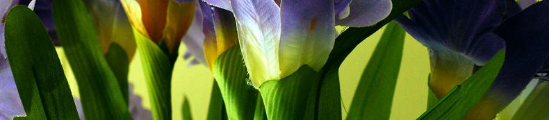photo "Arangment of Color" tags: nature, abstract, flowers