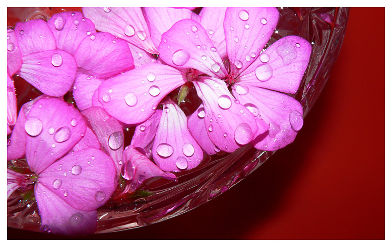 фото "Этюд в розовых тонах" метки: макро и крупный план, абстракция, 