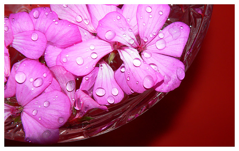 photo "Pink-colors study" tags: macro and close-up, abstract, 