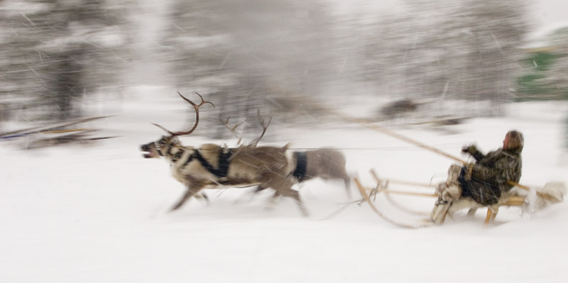 photo "reindeer race" tags: travel, sport, 