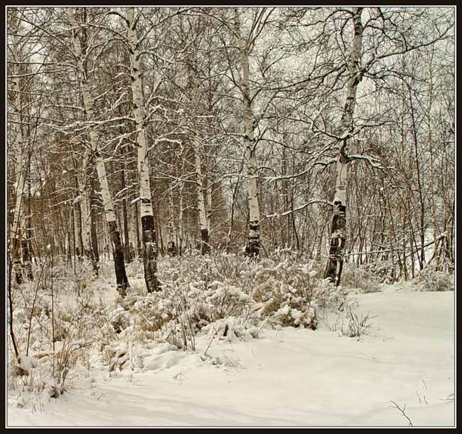 photo "Birchs" tags: landscape, winter