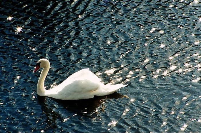 photo "Wild swan" tags: misc., 