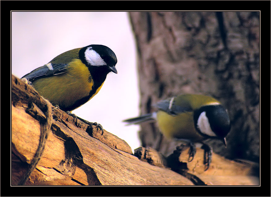 photo "Tomtit #5" tags: nature, wild animals