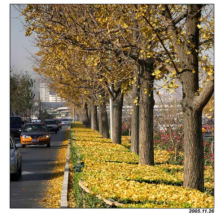 фото "Beijing   Street  Stree" метки: пейзаж, путешествия, Азия, осень