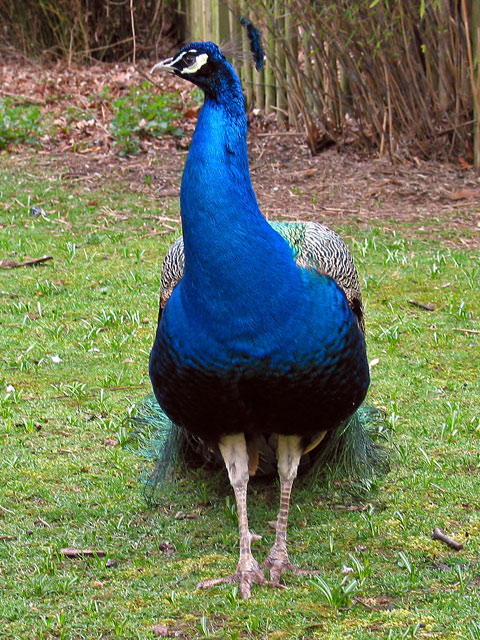 photo "Peacock" tags: nature, pets/farm animals