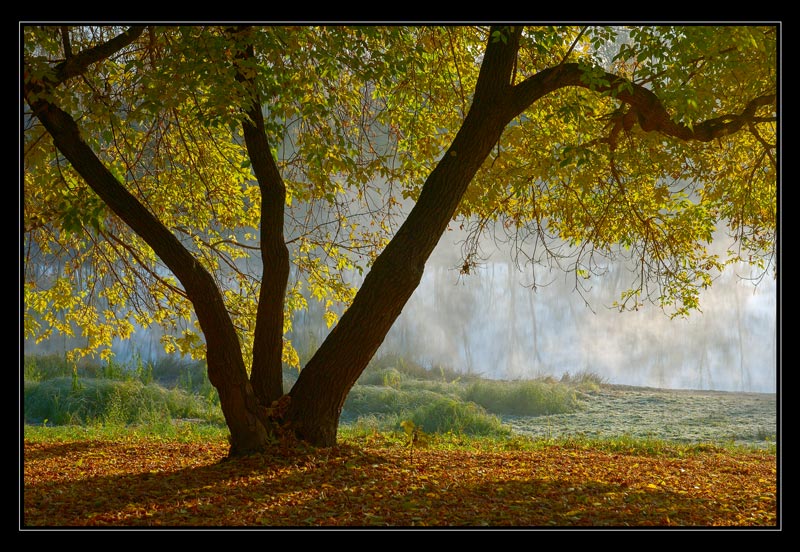 photo "matutinal autumn etude" tags: landscape, autumn
