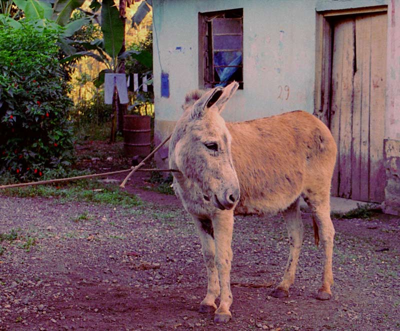 photo "Prisoner" tags: nature, travel, South America, pets/farm animals