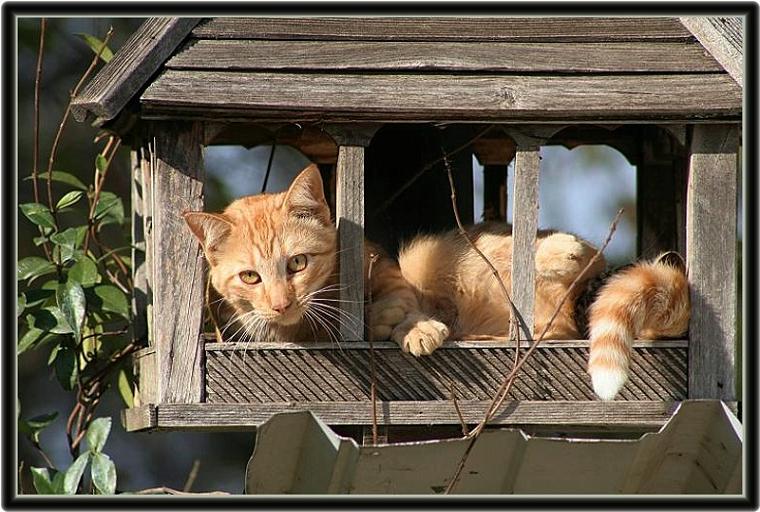 photo "Caught napping in the bird feeder..." tags: nature, pets/farm animals