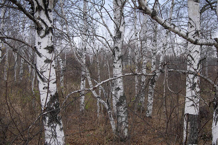 фото "Ждем снег" метки: пейзаж, лес, осень