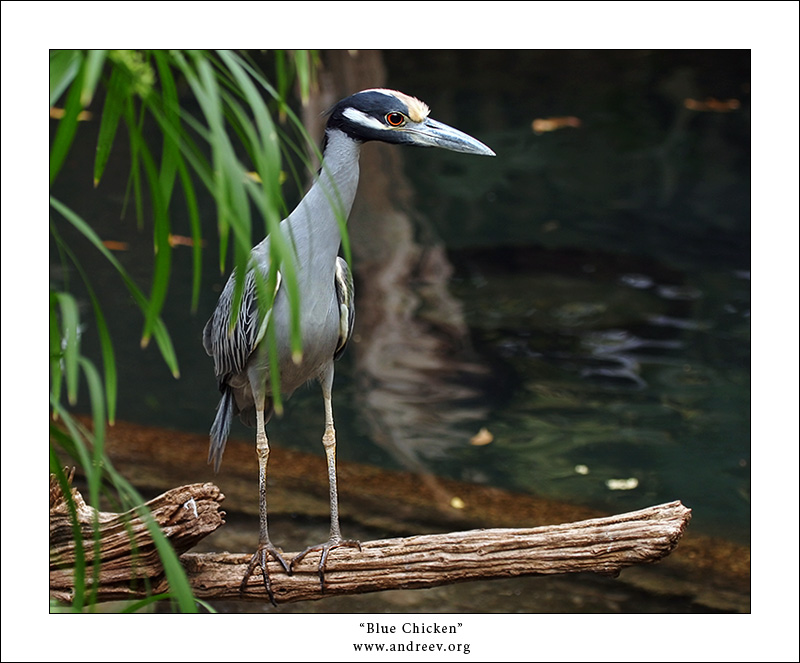 photo "Blue Chicken" tags: nature, portrait, wild animals