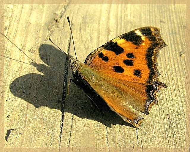 photo "Butterfly on sun" tags: nature, macro and close-up, insect