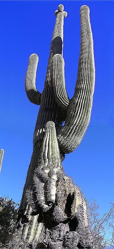 фото "perspective on a saguaro" метки: пейзаж, путешествия, Северная Америка