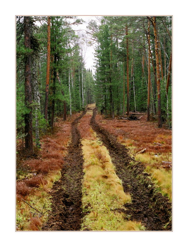 фото "про дороги осени..." метки: пейзаж, лес, осень