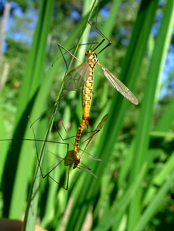 photo "Love on a grass..." tags: nature, insect