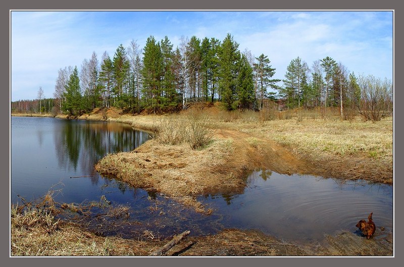 photo "Spring Picture with the Dog" tags: landscape, spring