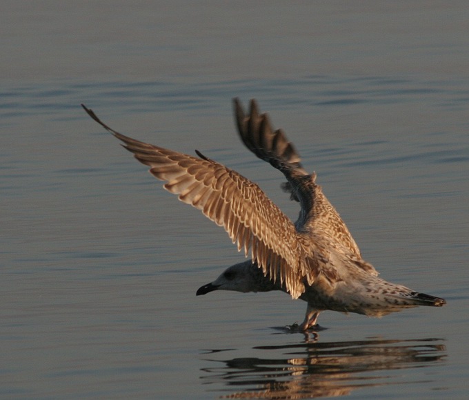 photo "Seagull" tags: nature, wild animals