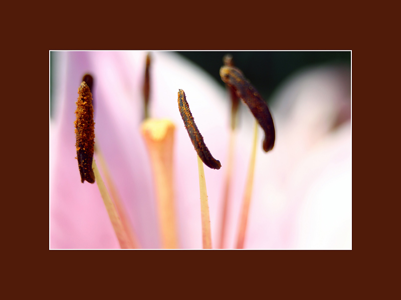 photo "The Pink" tags: macro and close-up, 