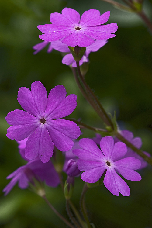 photo "***" tags: nature, flowers