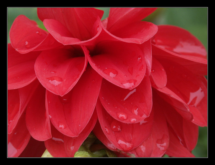 photo "After a rain" tags: nature, macro and close-up, flowers